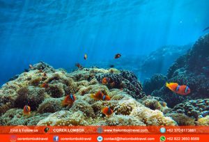 Lombok Snorkeling Trip To Gili Kondo, Gili Kapal And Gili Lampu